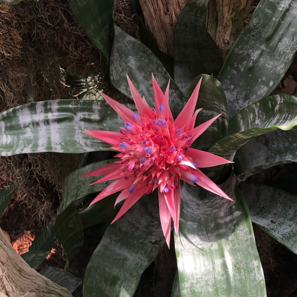 Meet your Posher, Chippy